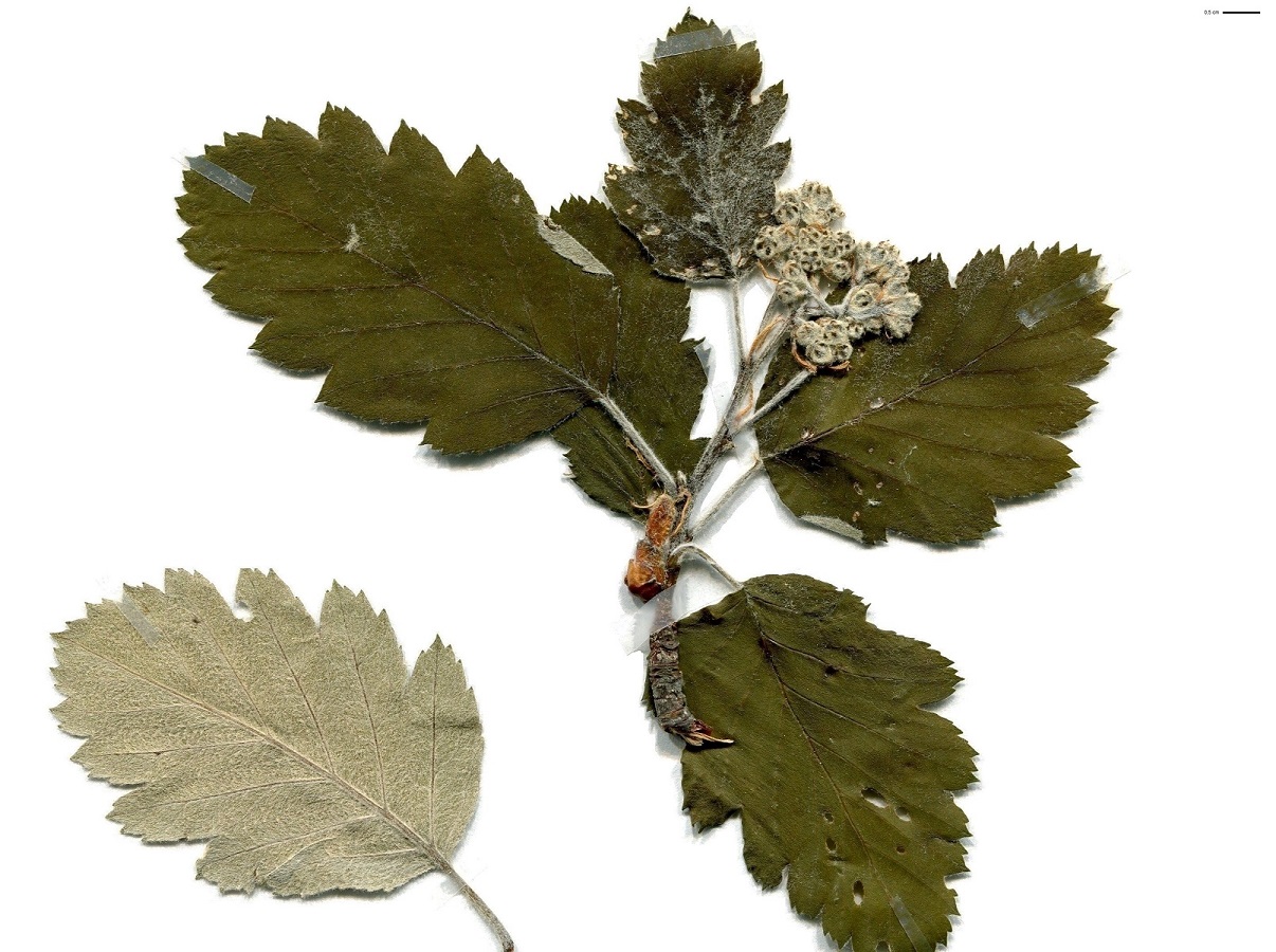 Sorbus mougeotii (Rosaceae)